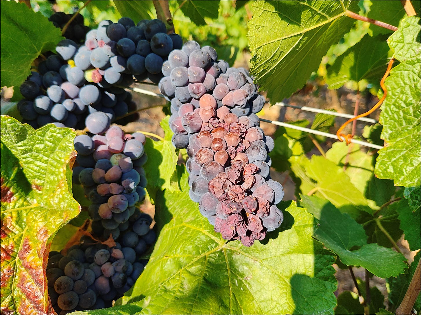 And The Ugly. Pinot Noir cluster with sunburn and desiccated berries.