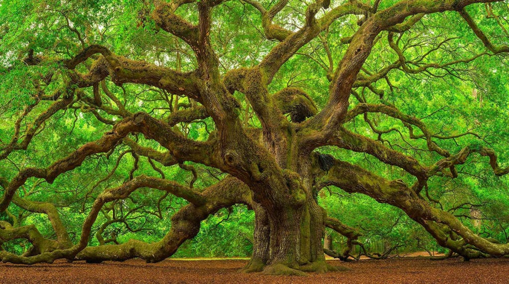 Complete All in One Tree Care Guide for Oak Trees