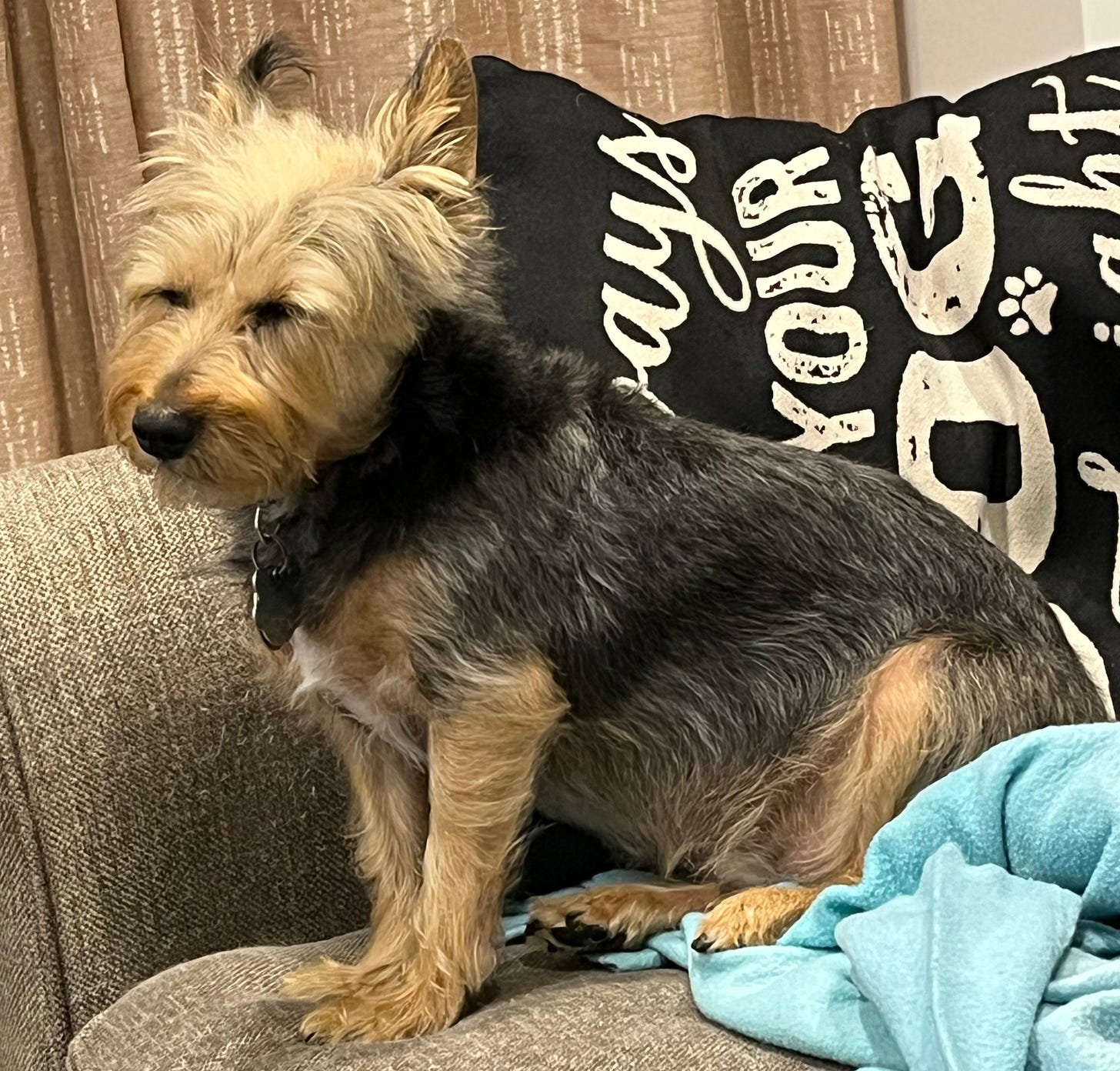 A tan and black terrier sitting on a couch with her eyes closed