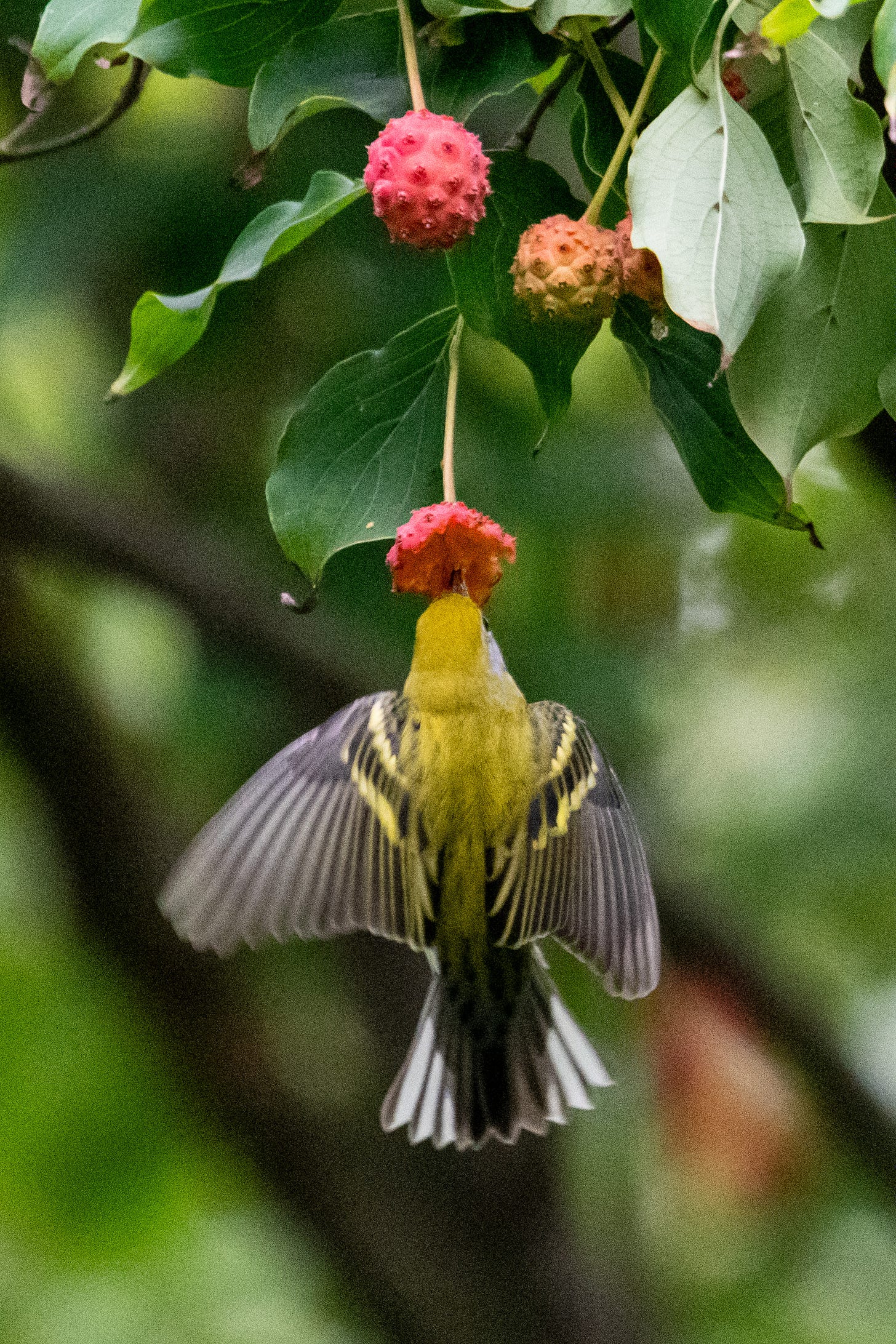A small bird with lime-green cap and back, its wings and tail spread, flutters beneath the partially devoured pink fruit of a kousa dogwood