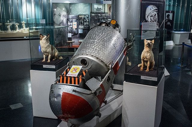 Собачья миссия. Легендарному полёту Белки и Стрелки — 60 лет | Наука |  Общество | Аргументы и Факты