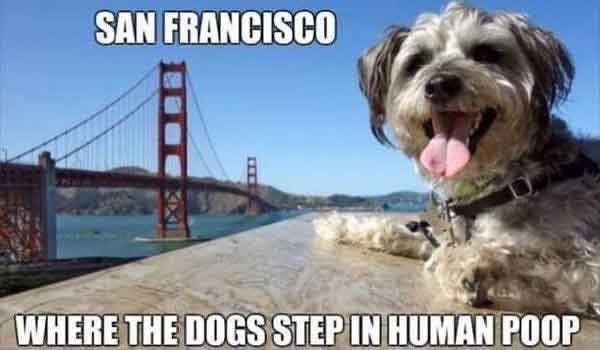 May be an image of dog and text that says 'SAN FRANCISCO WHERE THE DOGS STEP IN HUMAN POOP'