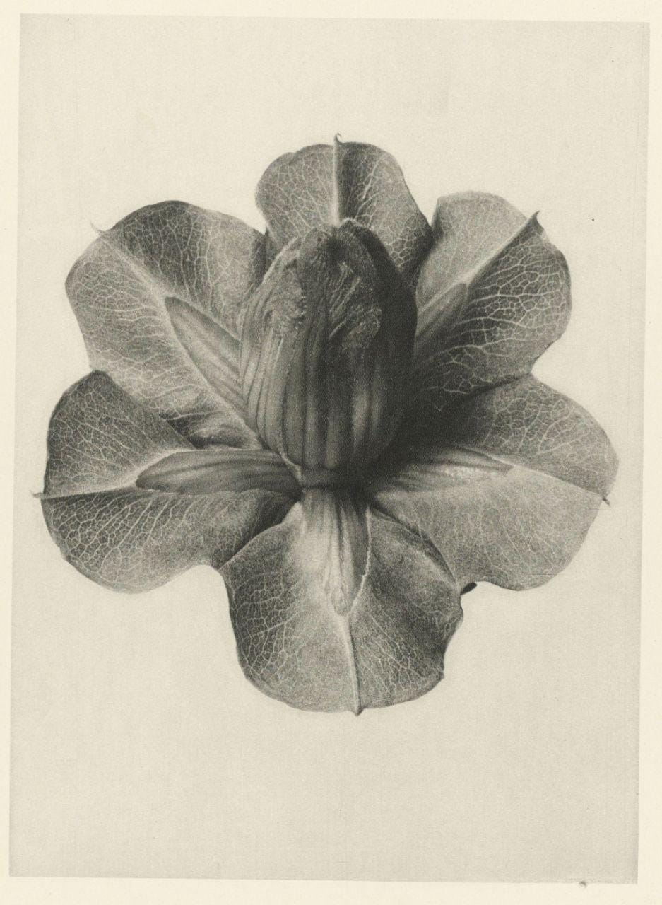 fotografia antiga, em preto e branco, fundo chapado mostrando uma flor cujo centro lembra uma vulva.