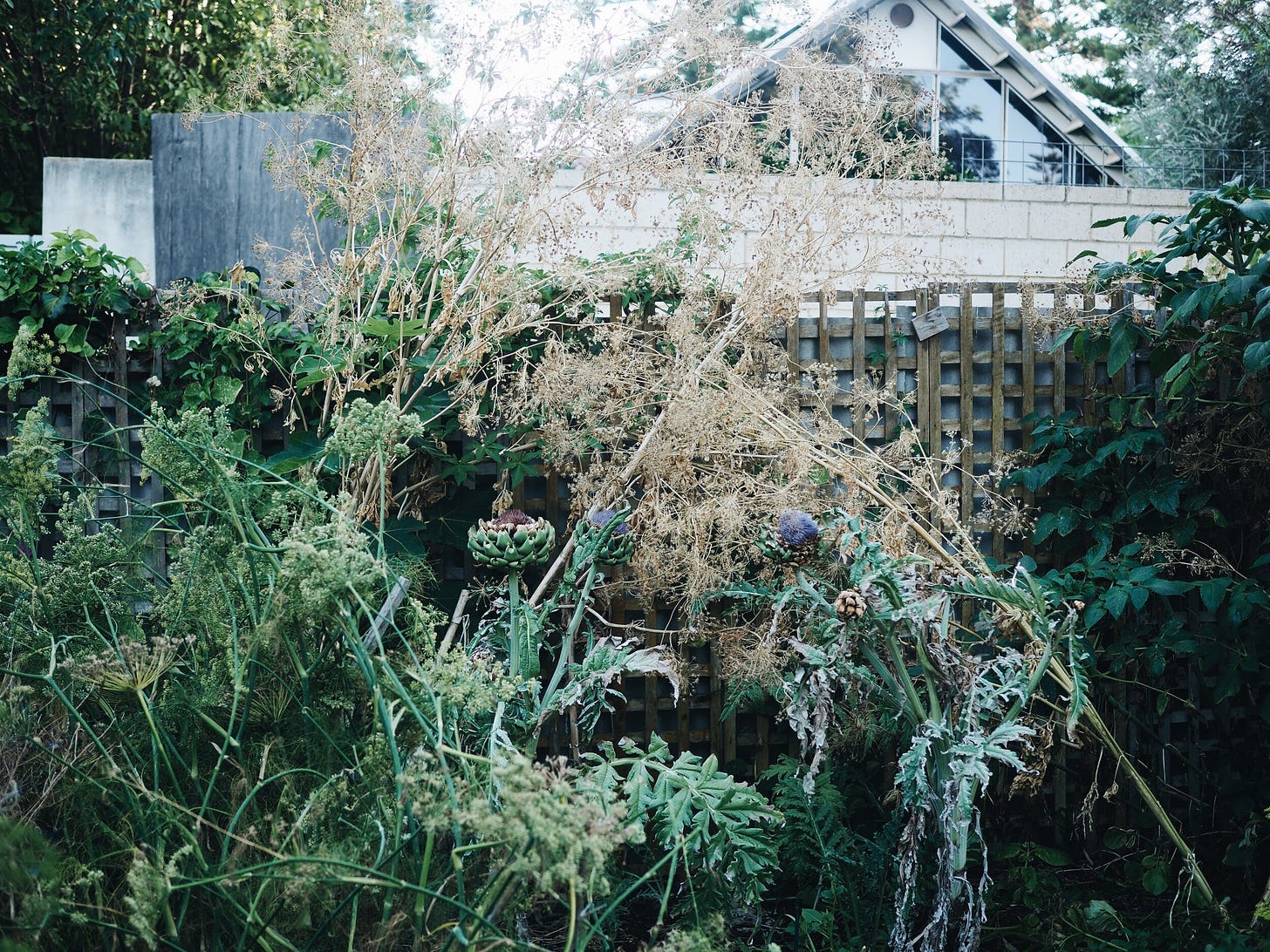 Spent artichoke blooms, Queen Anne’s Lace and fennel going to seed