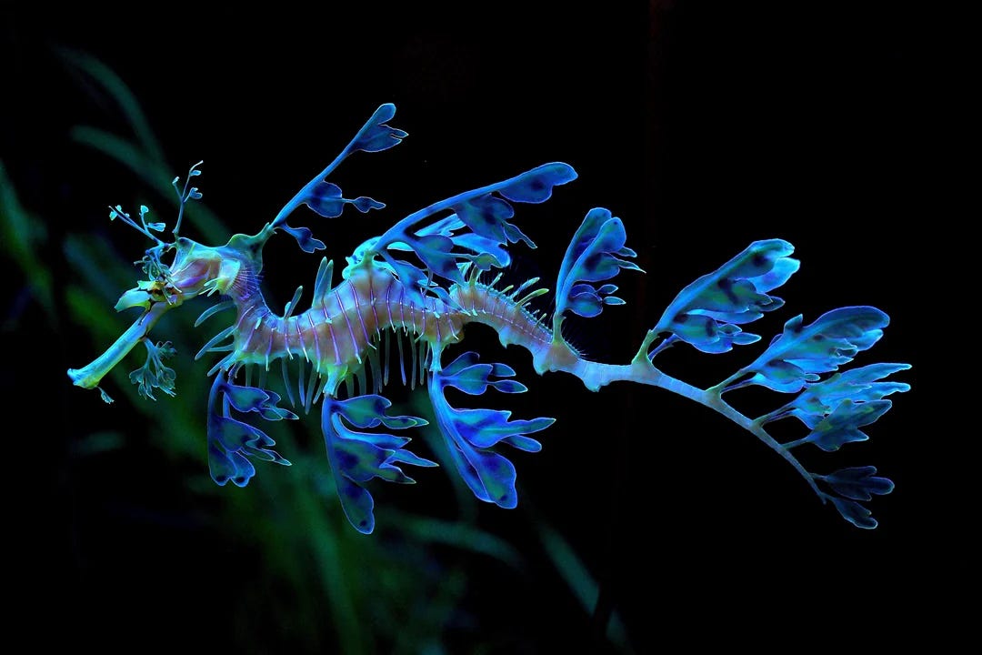 A blue and green phosphorescent Leafy Seadragon in dark ocean waters with green seagrass in the background.