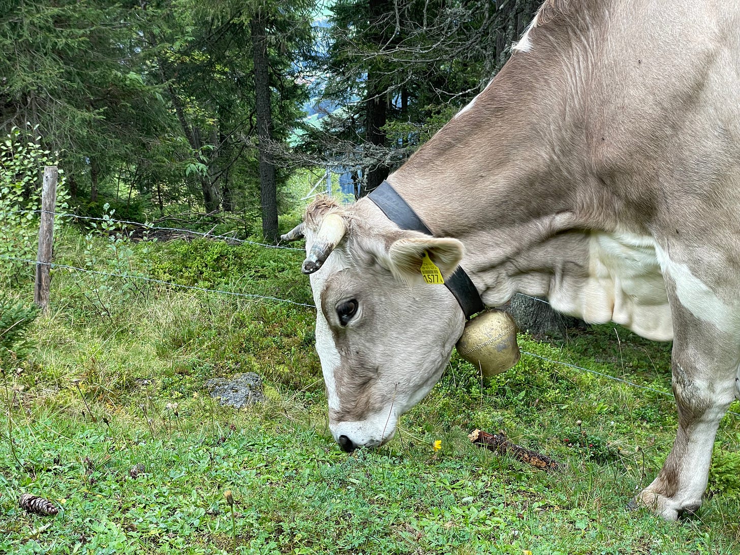 A cow wearing a bell eats grass