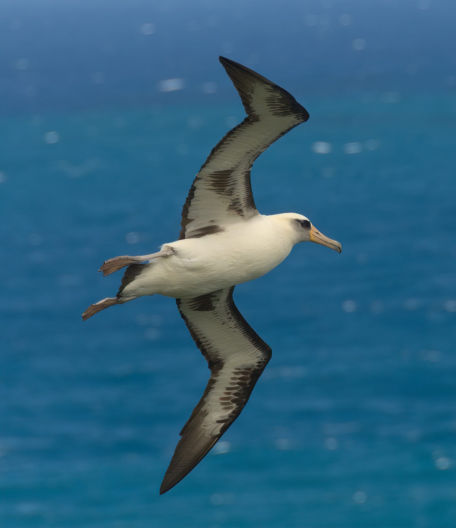 Laysan albatross | New Zealand Birds Online