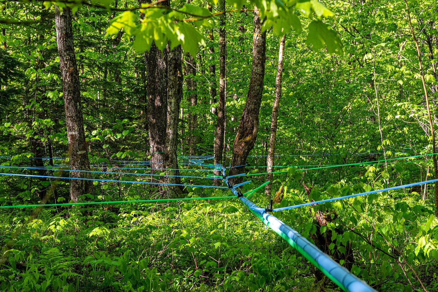 ID: View of forest with silicone tubing networked between trees like a spider web.