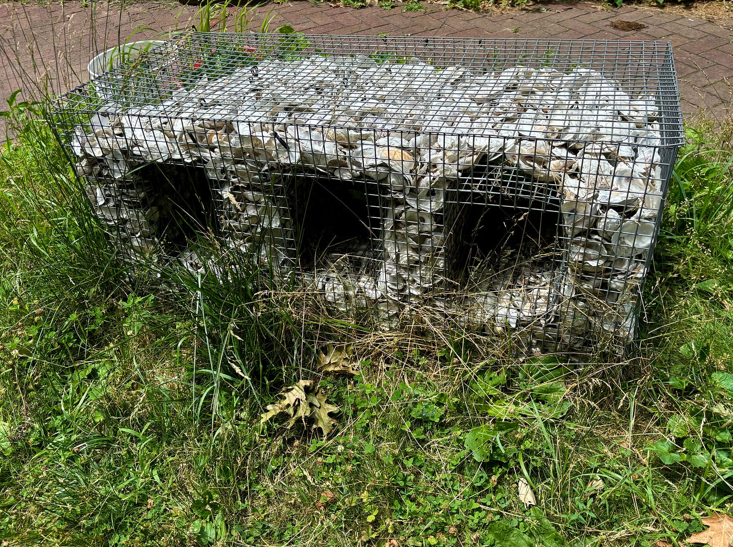 A rectangular cage with three square gaps like tunnels. It is full of oyster shells. It is sitting on long grass. There is a brick road behind it.