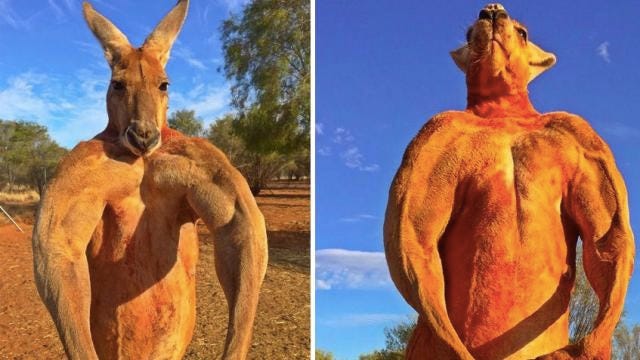 Kangaroo flexing, revealing that it's extremely buff
