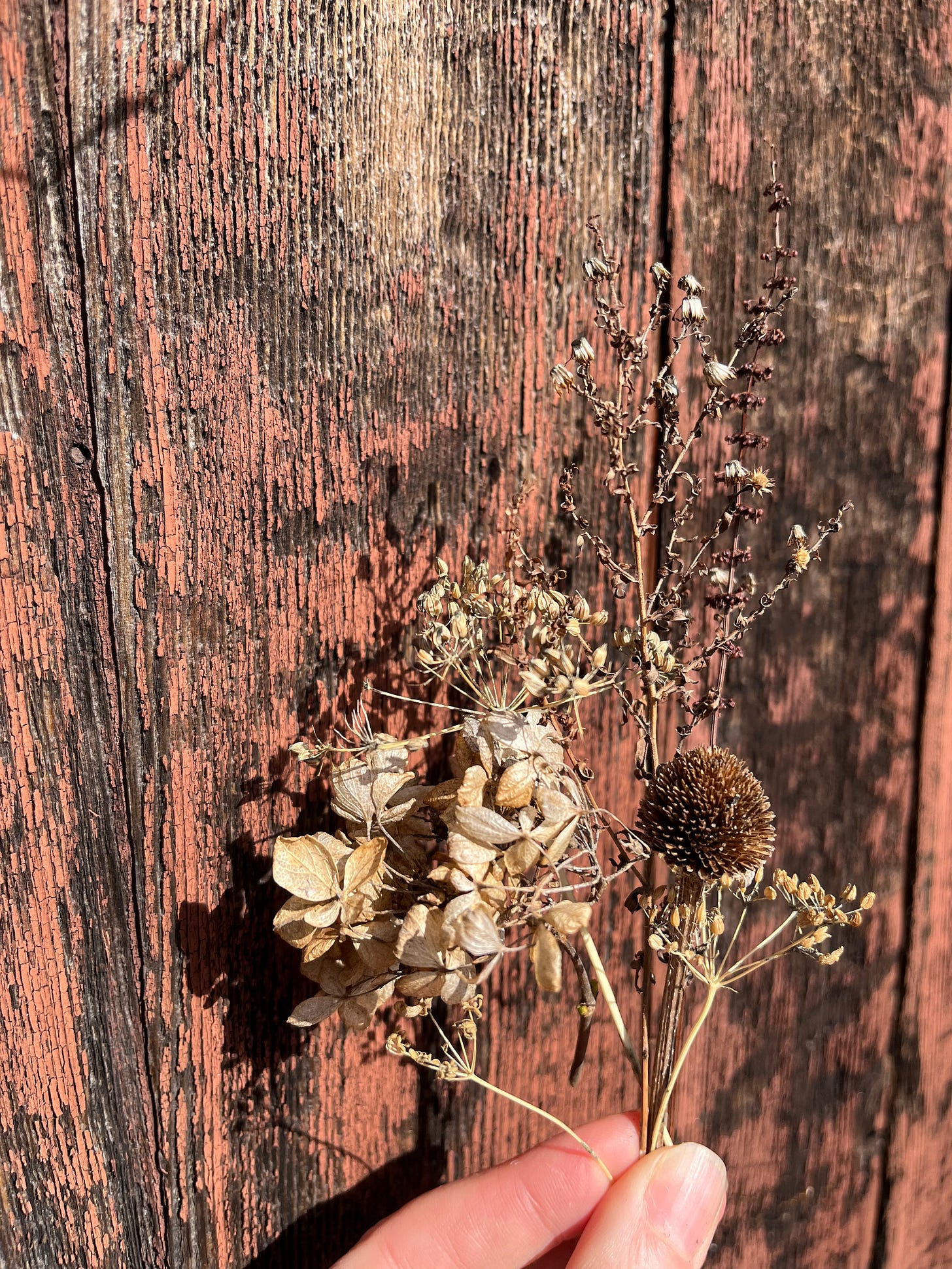 A hand holding a posy o dried plant matter between two fingers: a hydrangea, a black-eyed susan head, a parsley flower, some dried aster seedhead