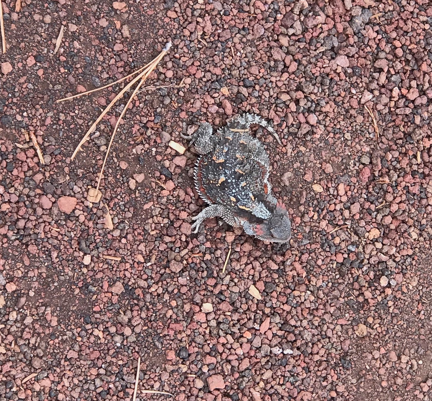 short horned lizard at Sunset Crater National Monument