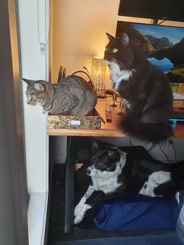 Two cats and a dog all looking in the same direction