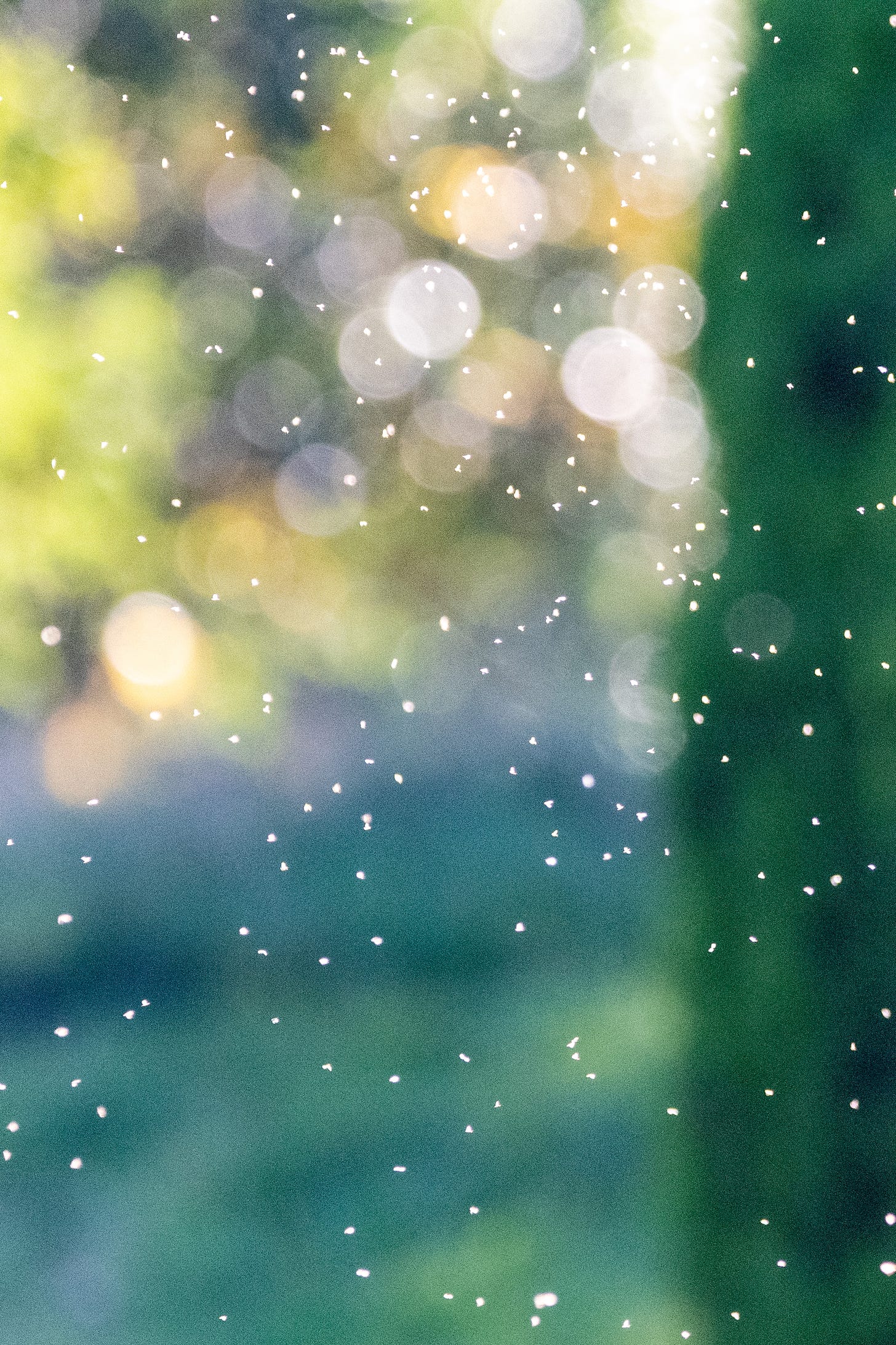 A cloud of gnats, hit by sun, against a bokeh background