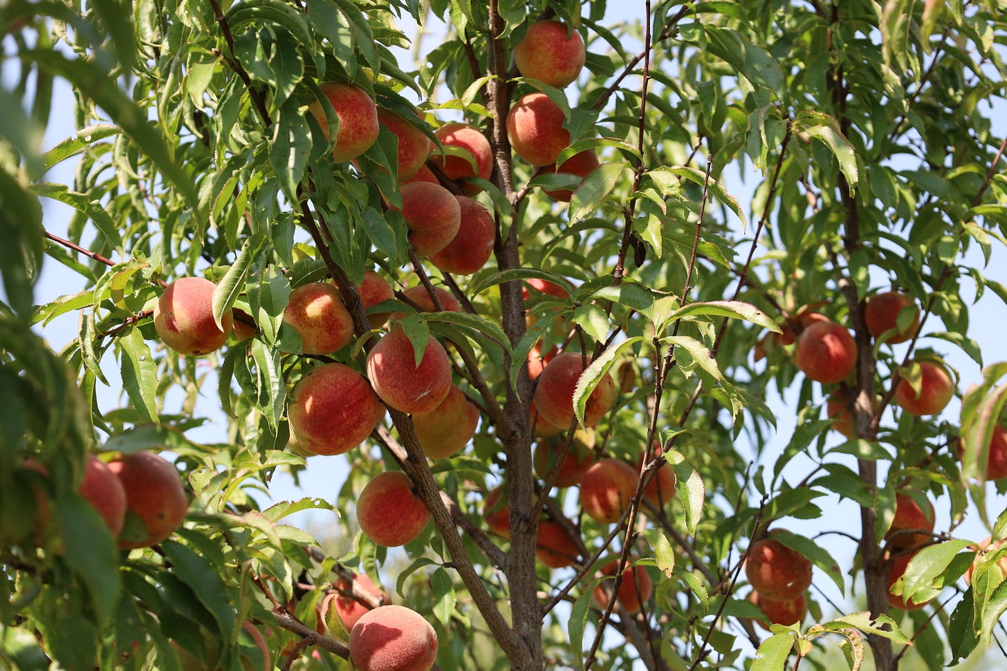 Iowa peaches on one of the farm's trees