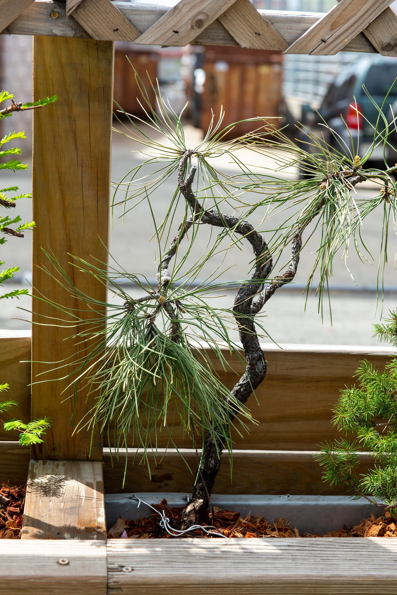 ID: Photo of a contorted ponderosa pine bonsai outdoors in a planter