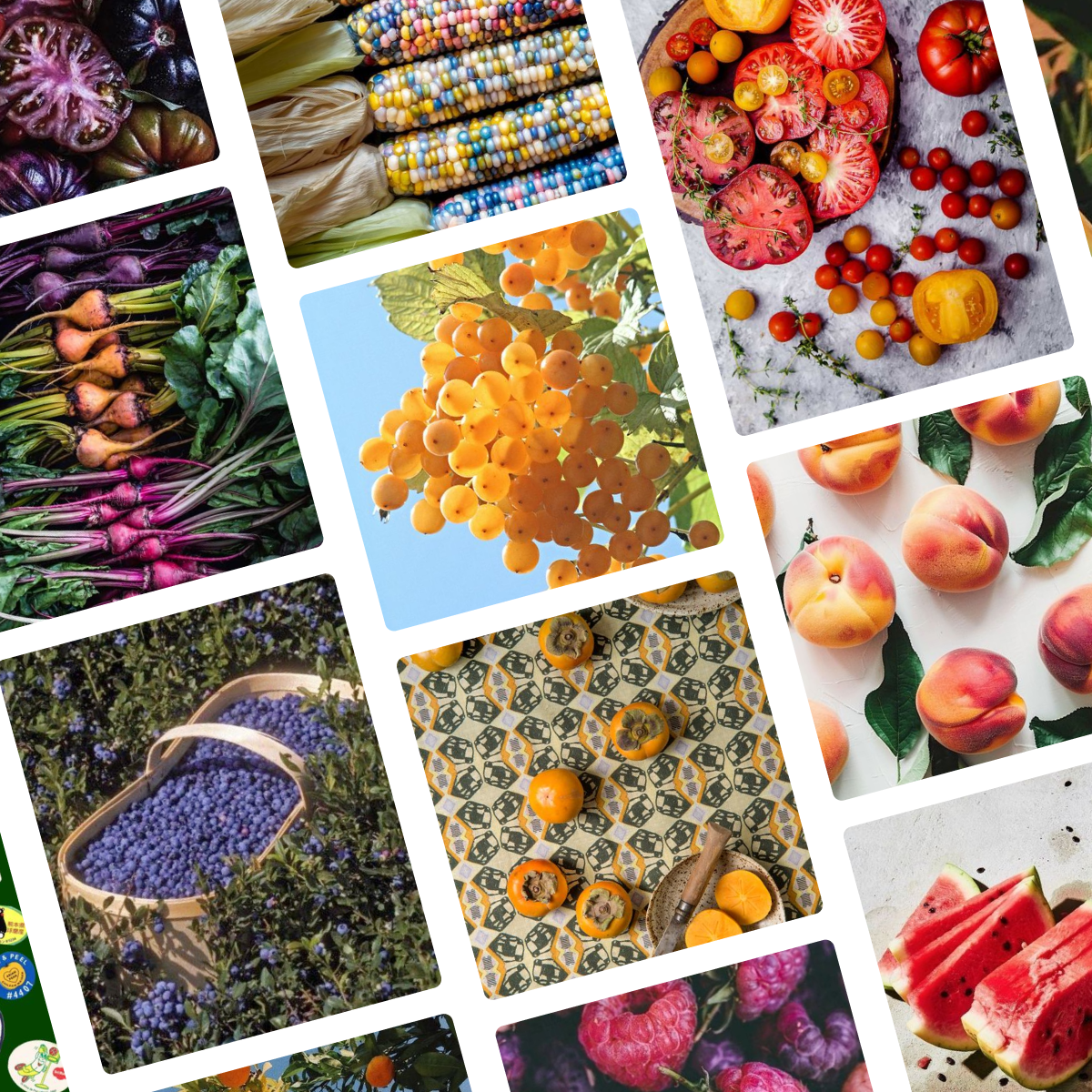 A moodboard featuring colorful fruits and veggies including purple tomatoes, orange and purple beets, blueberries, gem corn, persimmons on a tile background, some fruit stickers, more red tomatoes, watermelon, peaches, and some yellow berries I do not recognize.