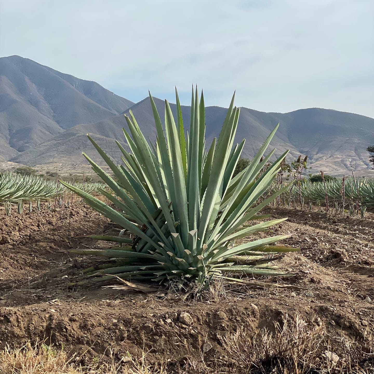 A large, partially trimmed espadín maguey.