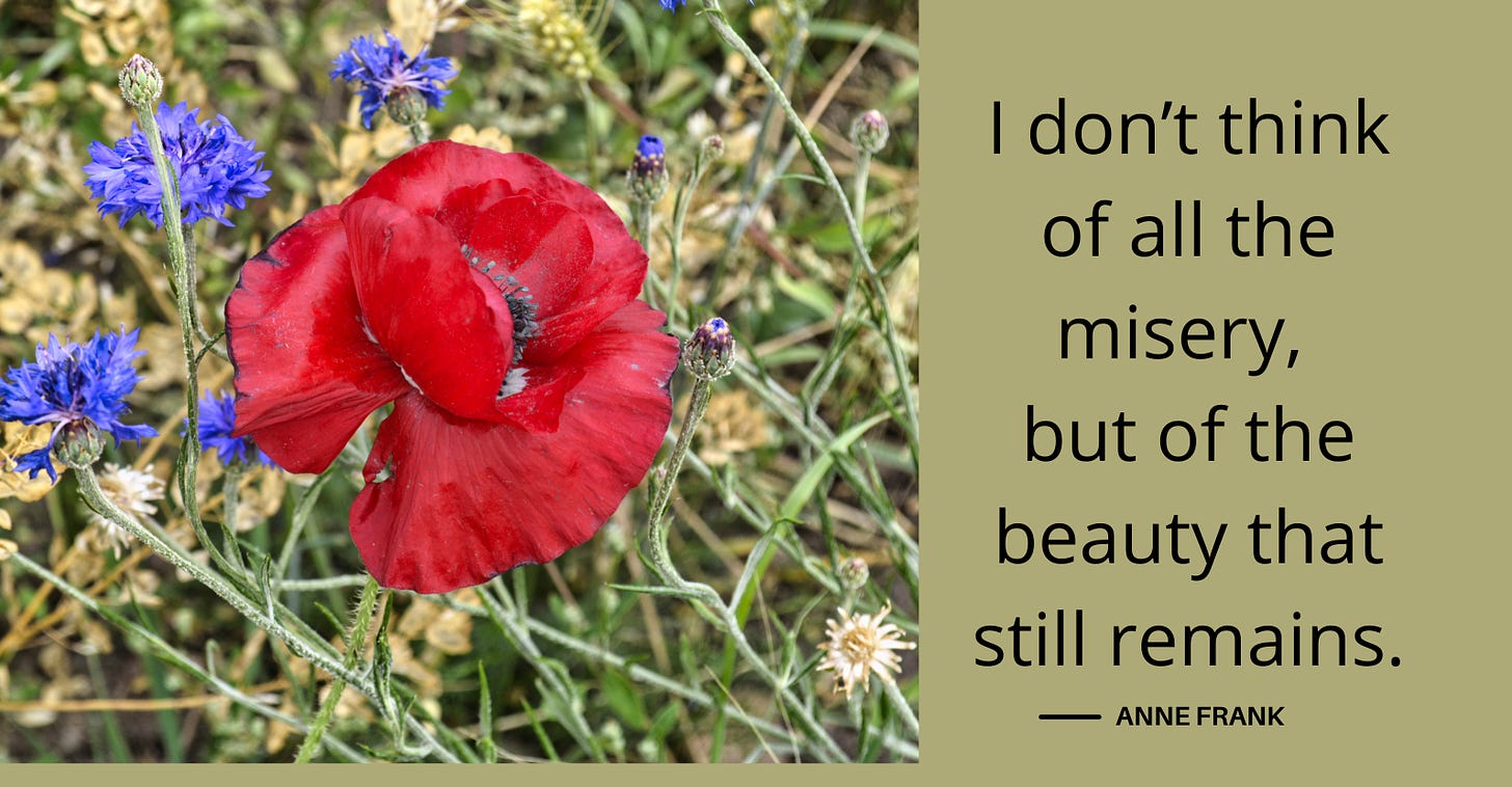 A single red Poppy with small blue fowers in the background; Quote from Anne Frank: “I don’t think of all the misery, but of the beauty that still remains.”