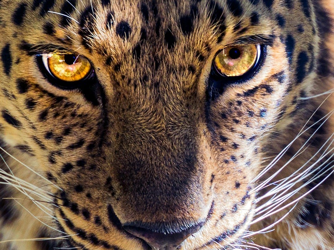brown and black leopard illustration