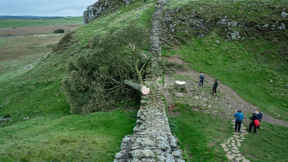 Sycamore Gap: Boy, 16, arrested after Hadrian's Wall tree felled - BBC News