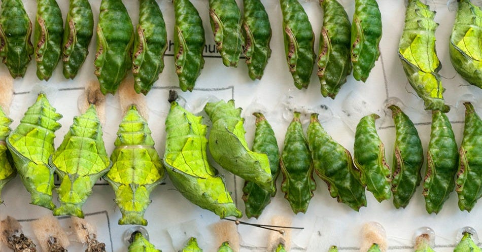 Butterfly Rainforest Moment, Cocoon vs. Chrysalis – Exhibits
