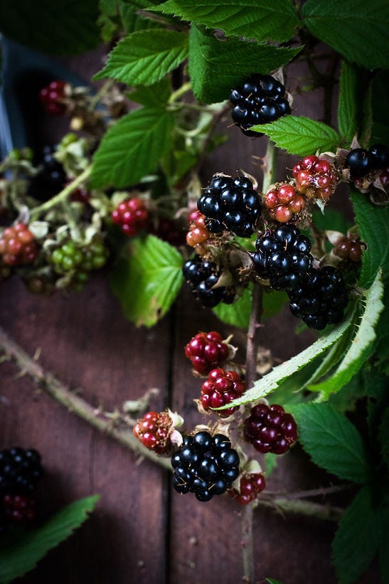 Image of blackberries that are both ripe and dark in colour as well as unripe red blackberries.
