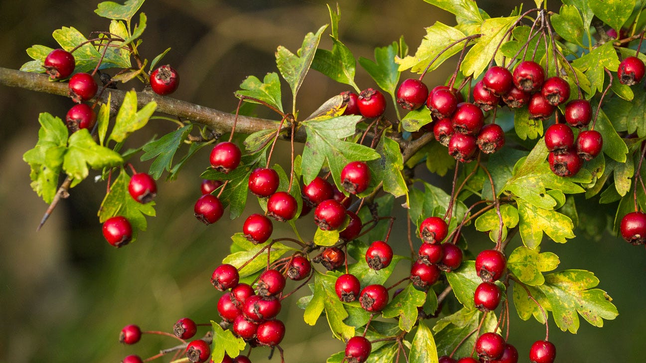 9 Impressive Health Benefits of Hawthorn Berry