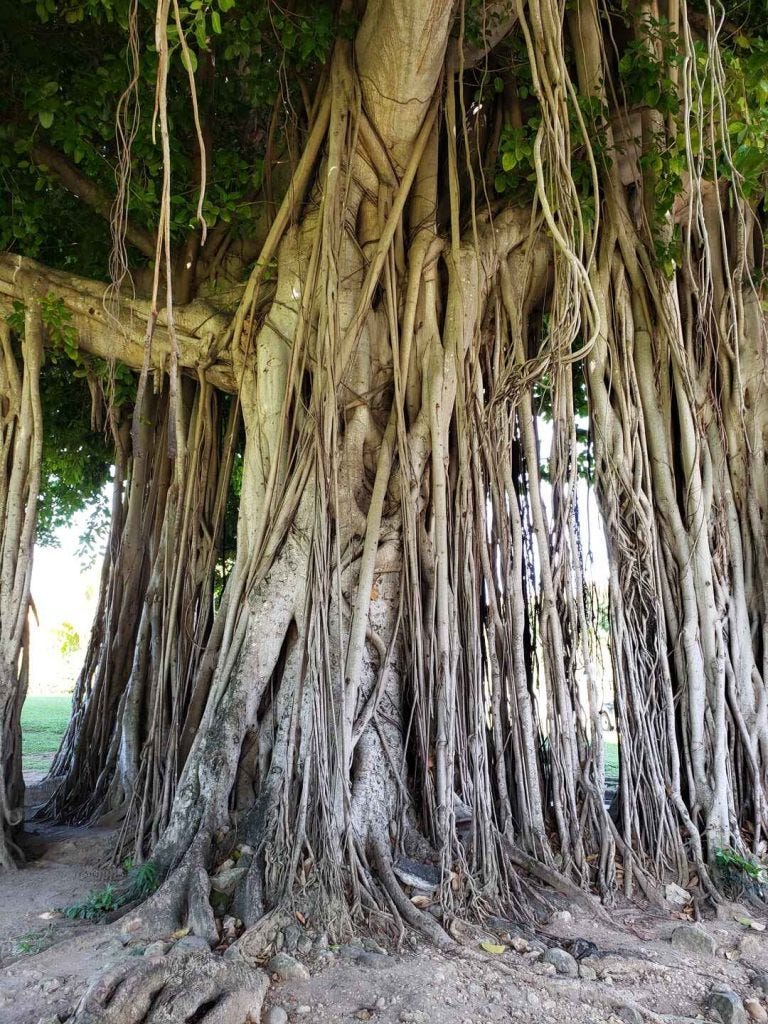 a large fig tree with exposed roots and branches dragging to the ground