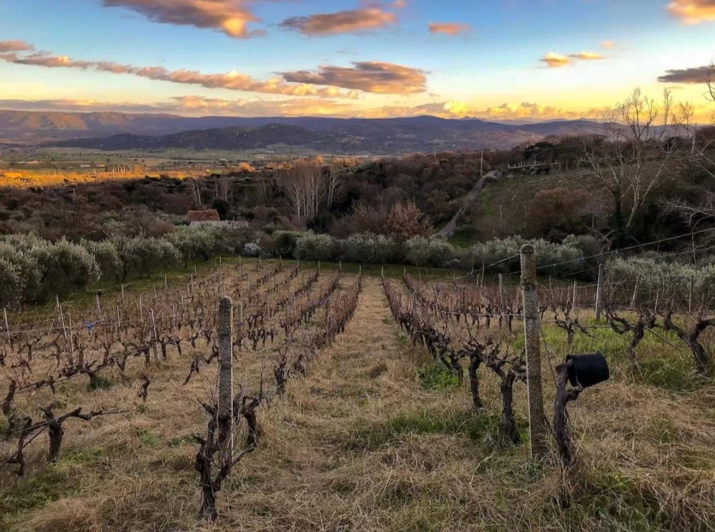 the family vineyard in Anela, Sardinia