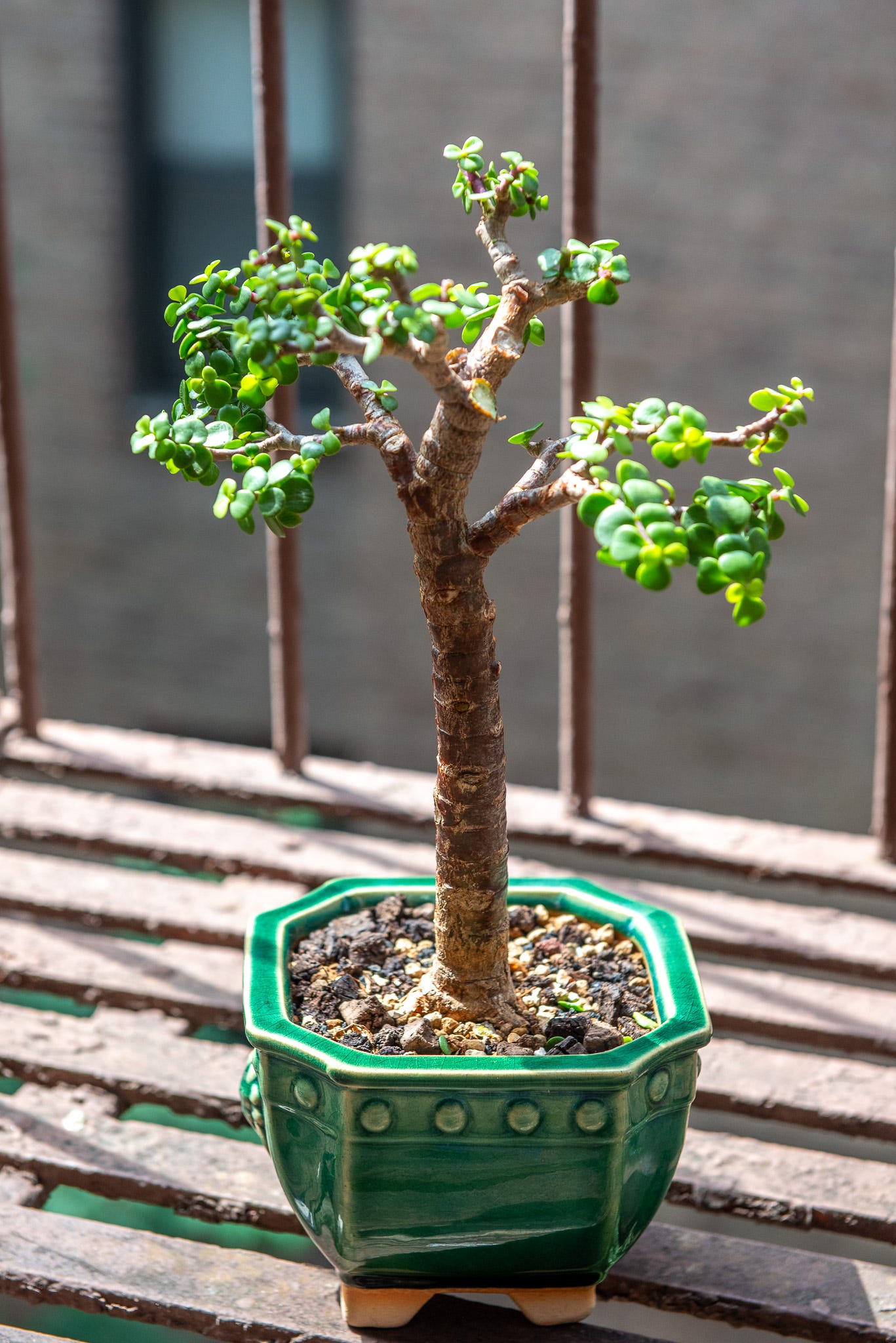 ID: Pruned portulacaria afra bonsai