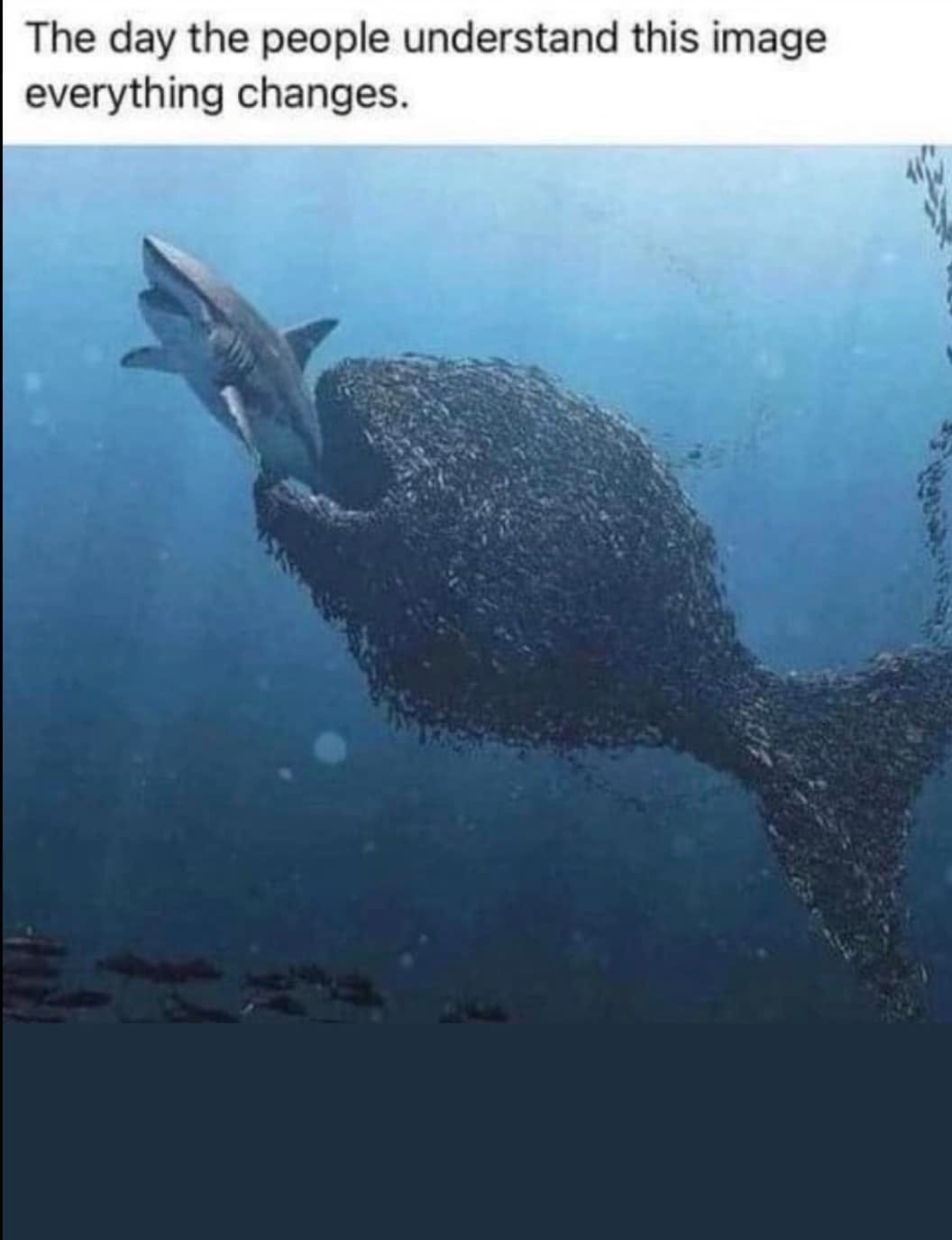 May be an image of swimming, whale shark and text that says 'The day the people understand this image everything changes.'