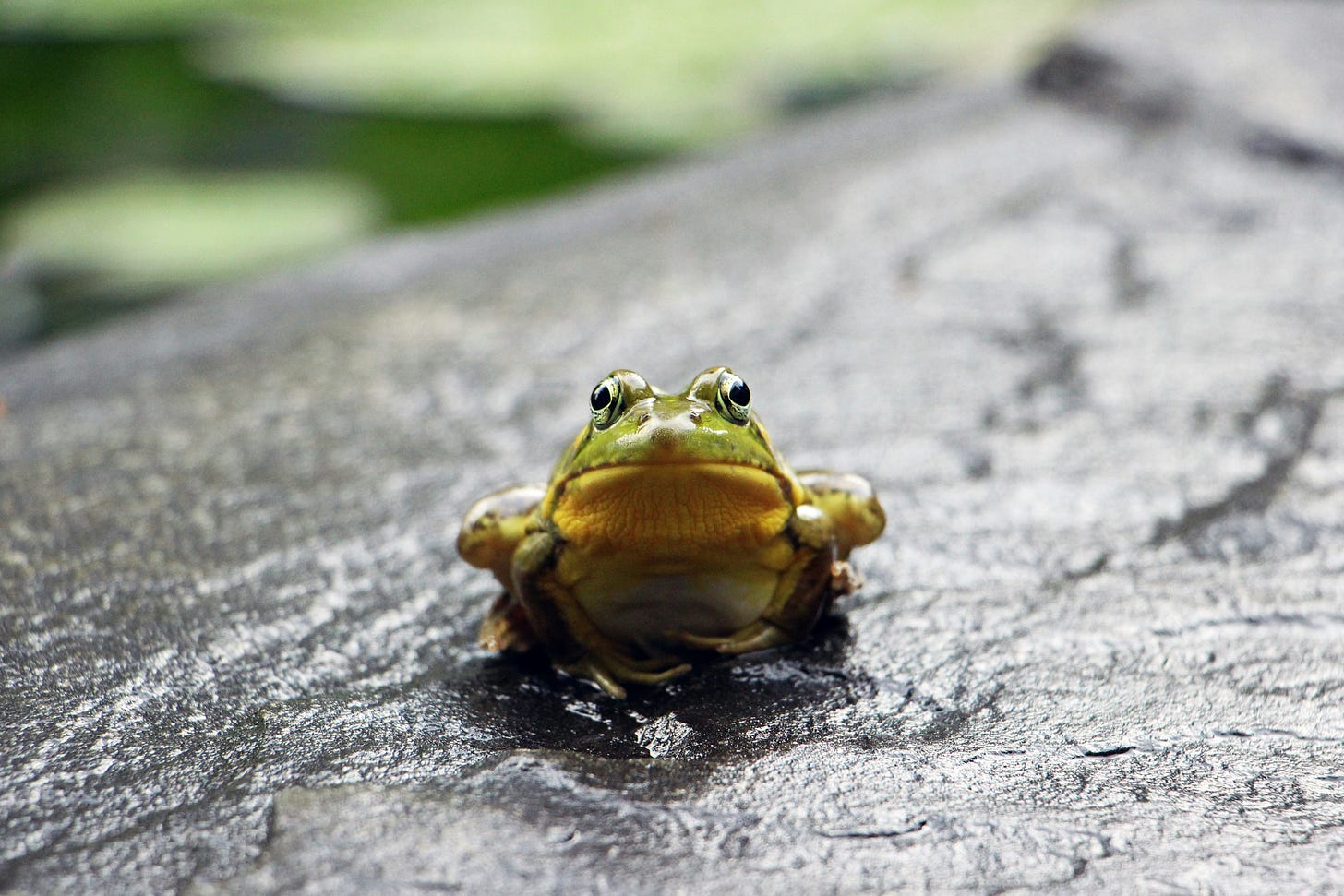 frog on the rock