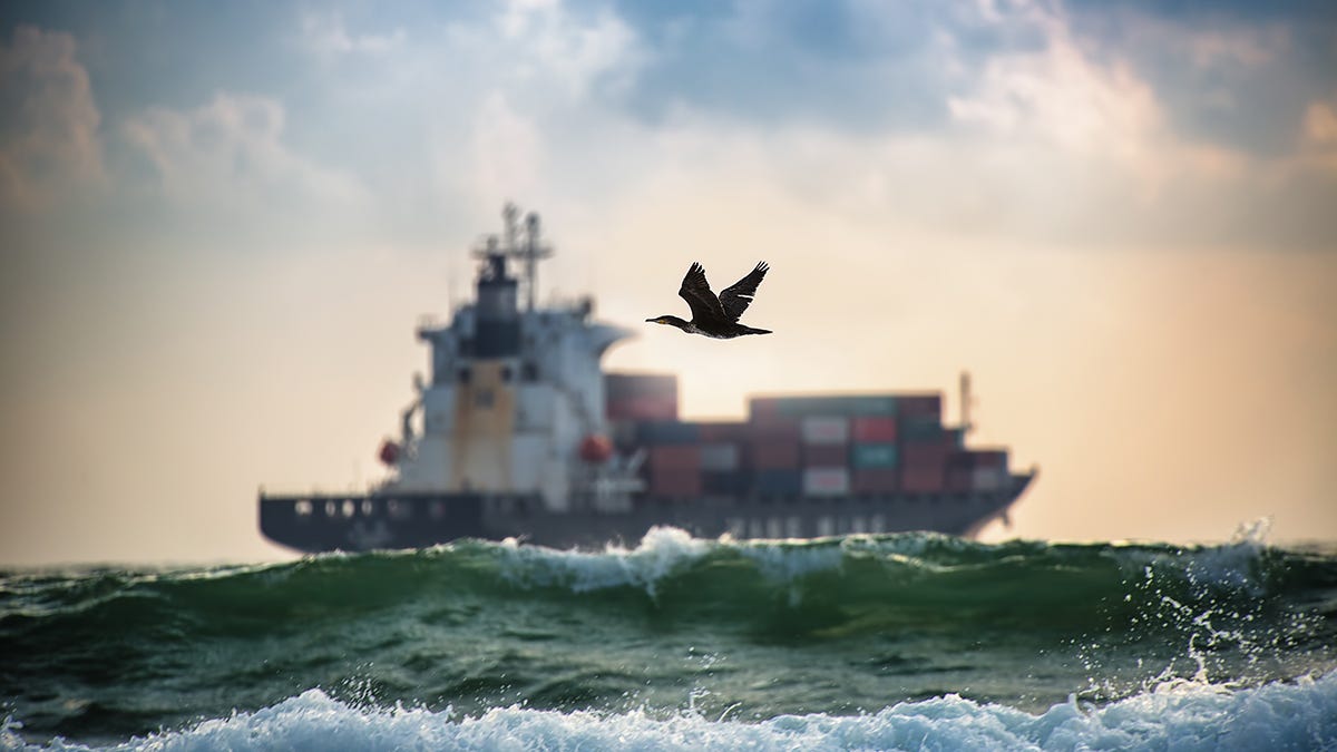 Sun setting at sea with a seabird flying past and a cargo ship in the background