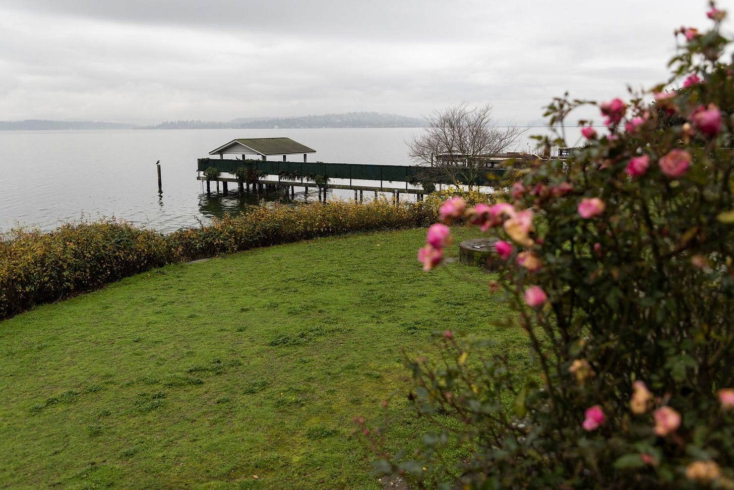Seattle Times photo of the dock at Denny Blaine Park, a rosebush soft in the foreground