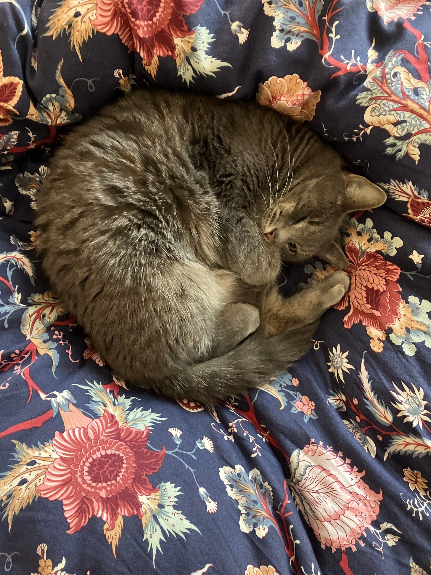 My cat, Friday, curled into a cute little ball on a navy blue floral comforter cover.
