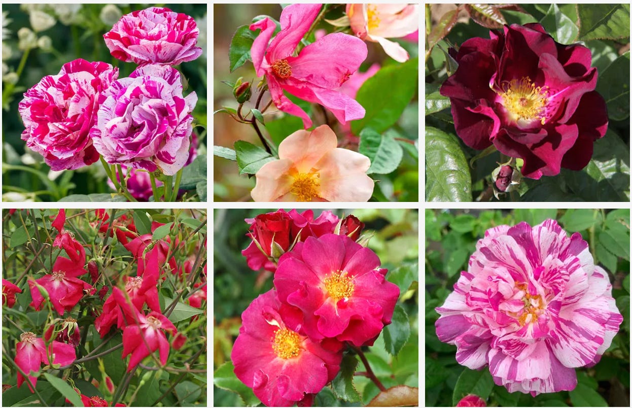 roses of different colours and shapes and patterns