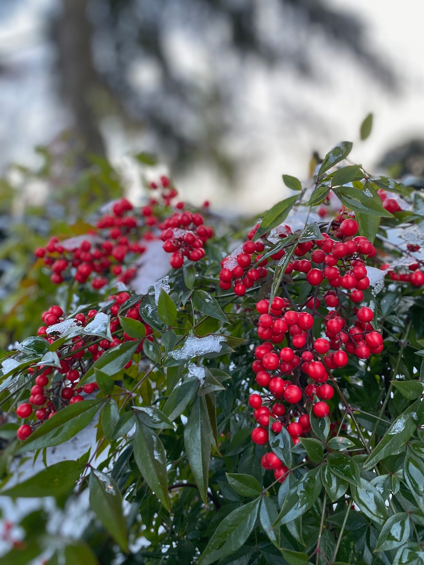 Image of a green Heavenly Bamboo bush with bright red berries with a dusting of snow and bits of ice on them.