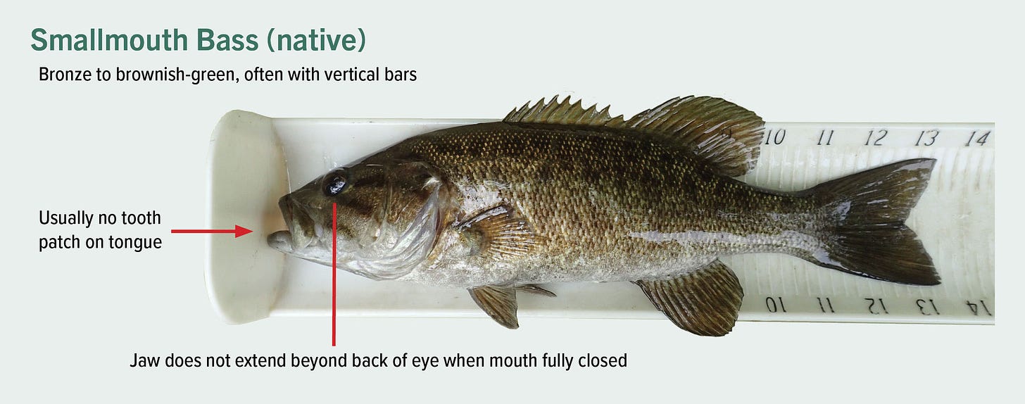 Smallmouth Bass