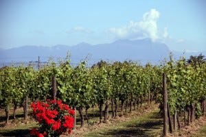 Zenato vineyards lugana