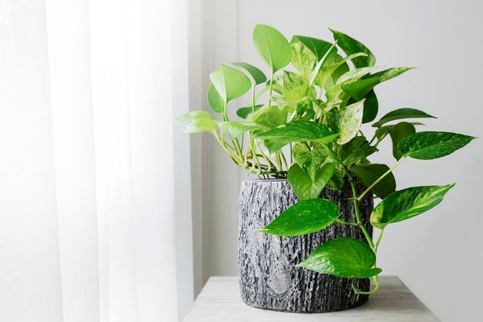 House plants for a bedroom - golden pothos