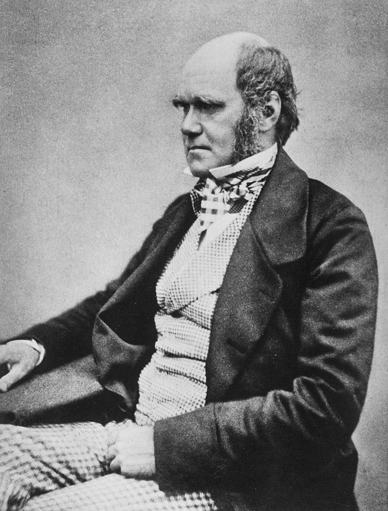 Three quarter length studio photo showing Darwin's characteristic large forehead and bushy eyebrows with deep set eyes, pug nose and mouth set in a determined look. He is bald on top, with dark hair and long side whiskers but no beard or moustache. His jacket is dark, with very wide lapels, and his trousers are a light check pattern. His shirt has an upright wing collar, and his cravat is tucked into his waistcoat which is a light fine checked pattern. Three quarter length studio photo showing Darwin's characteristic large forehead and bushy eyebrows with deep set eyes, pug nose and mouth set in a determined look. He is bald on top, with dark hair and long side whiskers but no beard or moustache. His jacket is dark, with very wide lapels, and his trousers are a light check pattern. His shirt has an upright wing collar, and his cravat is tucked into his waistcoat which is a light fine checked pattern.