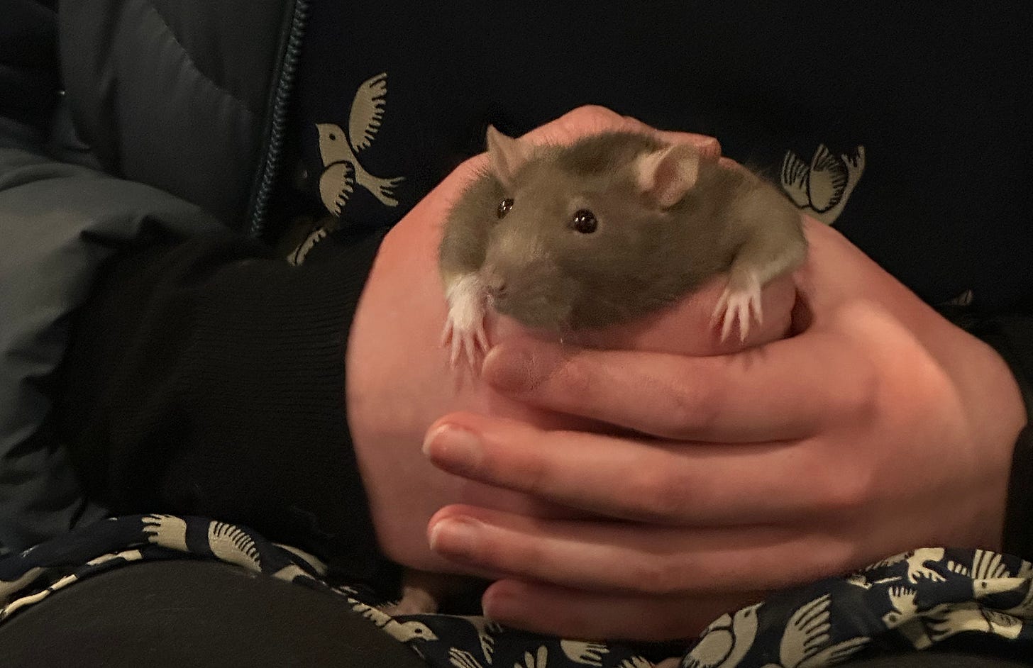 Brown fancy rat being held by her human friend.