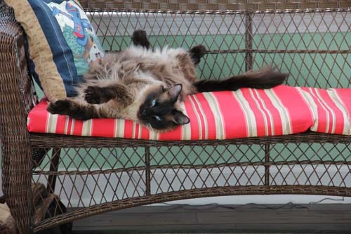 A fluffy brown and tan cat is on his back relaxing on a wicker chair in brown and red