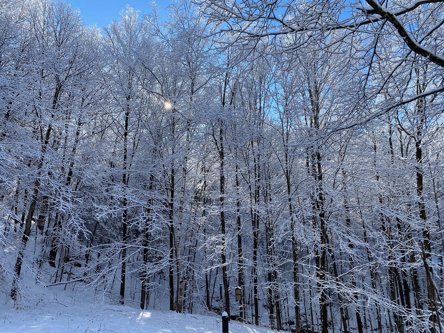 A stand of snow-covered trees glistening white and silver in the sun, which is just visible between the branches.