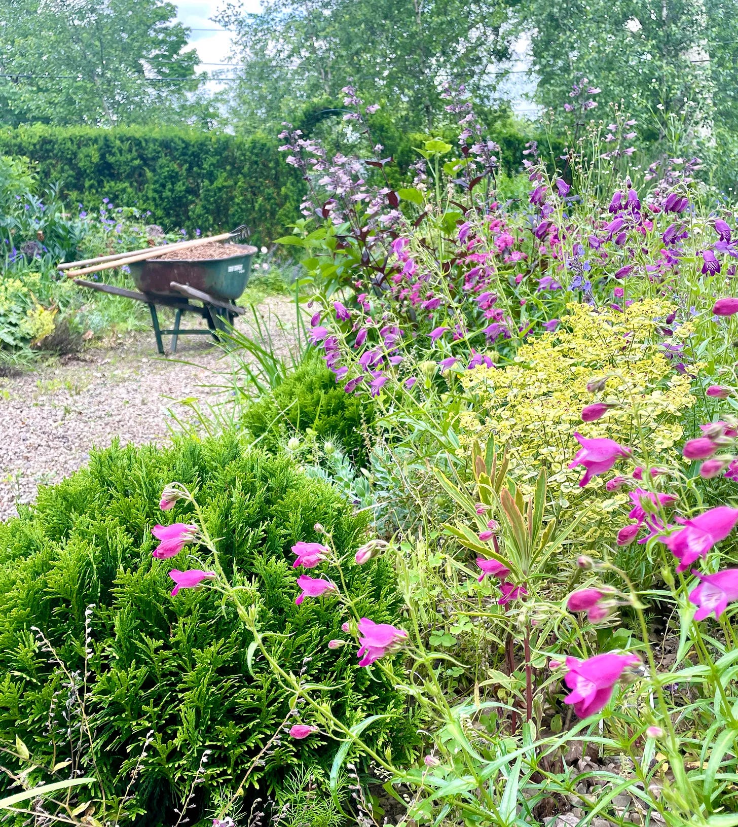 Mulch-loaded wheelbarrow in my Cottage Garden at Havenwood