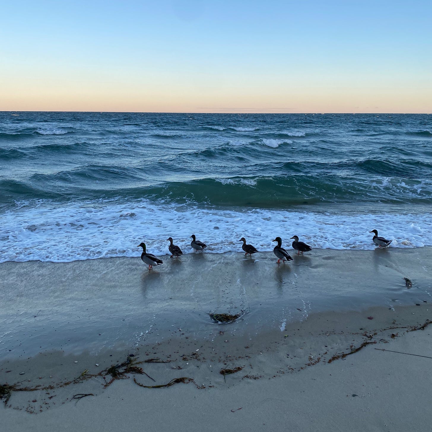 A group of ducks standing on the beach in the breaking surf.