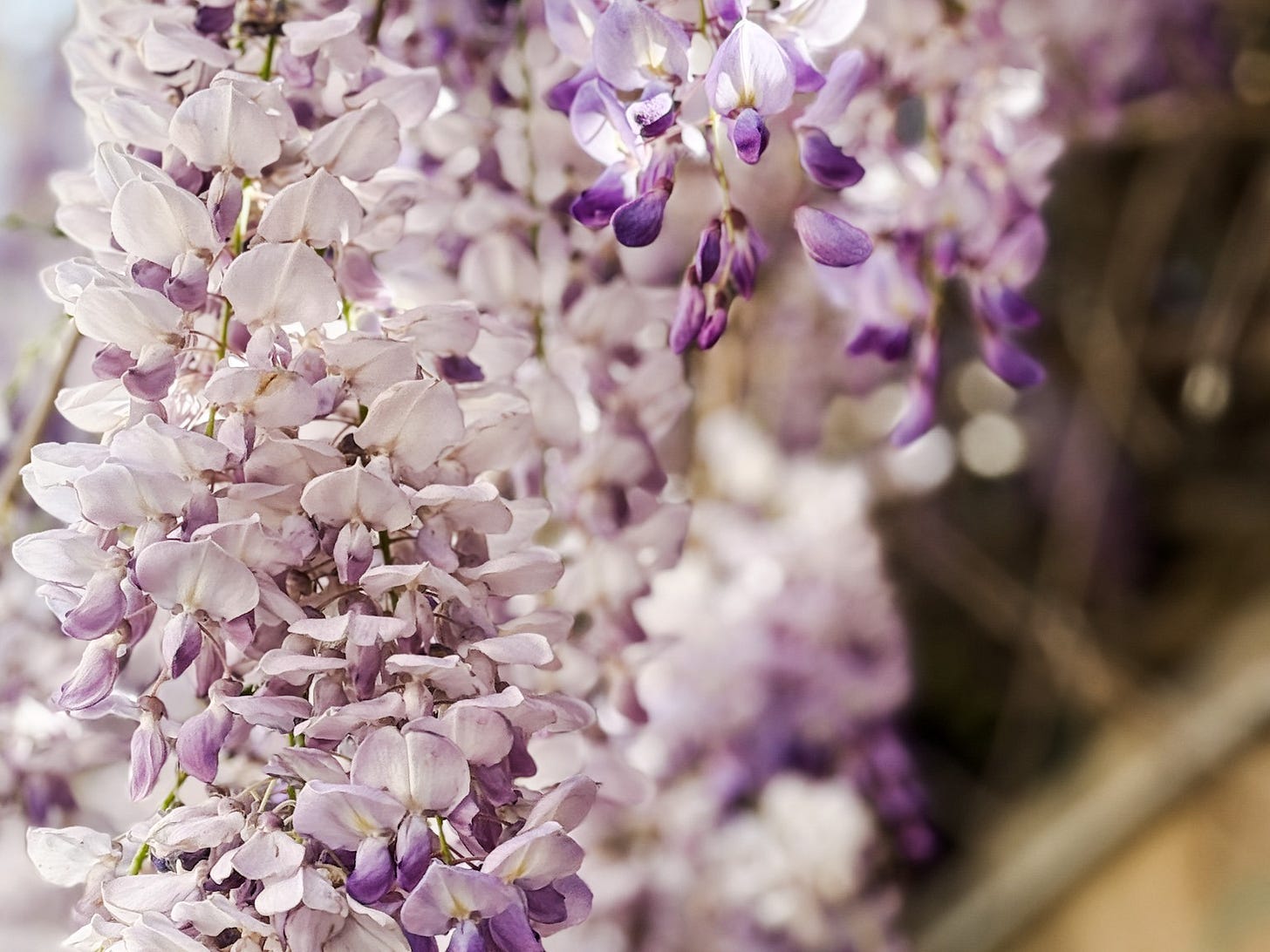 Softly focused close-up of lilac and purple wisteria blossoms in bloom, capturing spring in Rome.