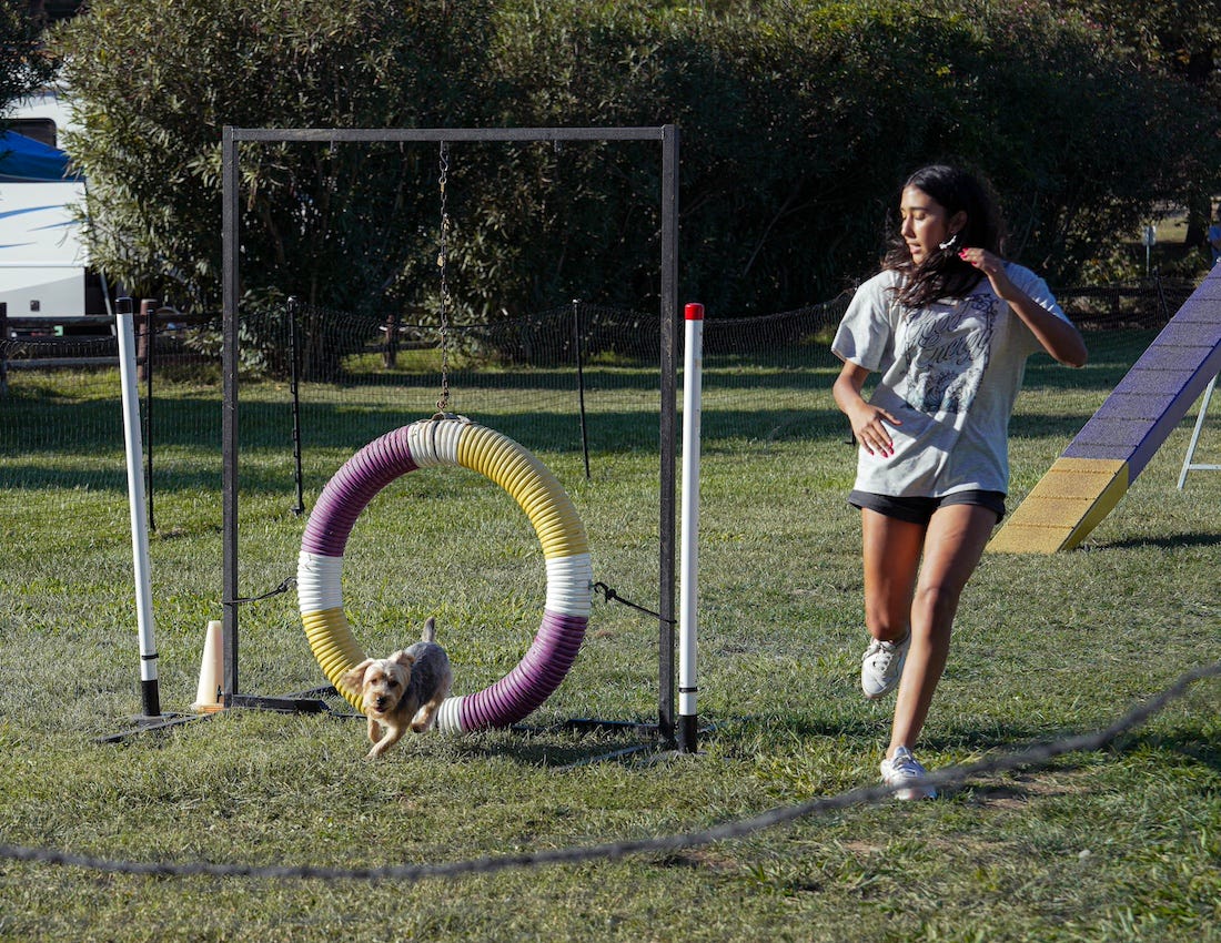 Madi Magaña and Gizmo, her 2-year-old Yorkshire Terrier, finish a dog agility course at Green Oaks Ranch in Vista. on Sunday. Cole Perez photo