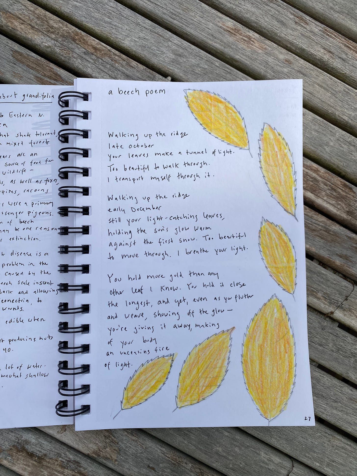 A page from my plant journal: drawings of small yellow beech leaves around a short poem about beech trees.